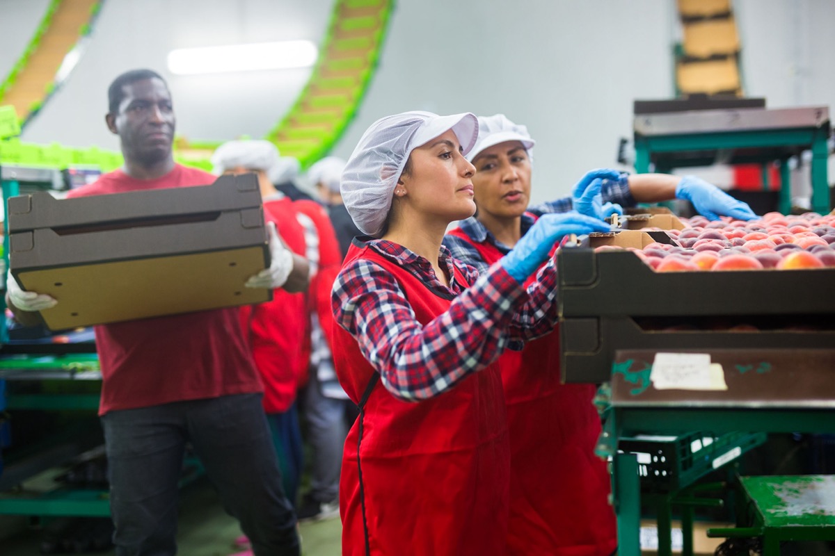 Employees in uniform sorting fresh ripe peaches in fruit warehouse; concept: aid to undocumented workers in the new presidency